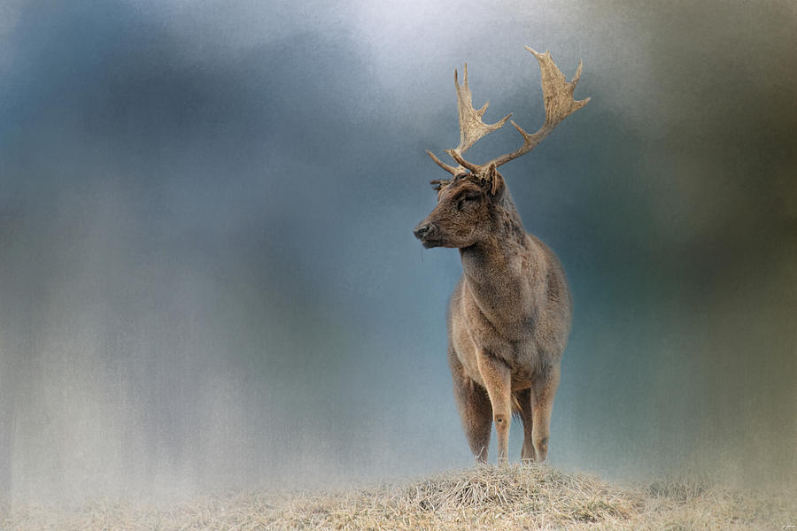 Animal Photograph - Winter Fallow Buck by Jai Johnson