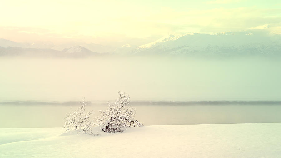 Winter Fantasy Photograph by Michele Cornelius