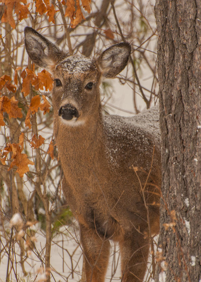 Winter Fawn Photograph by Brenda Jacobs