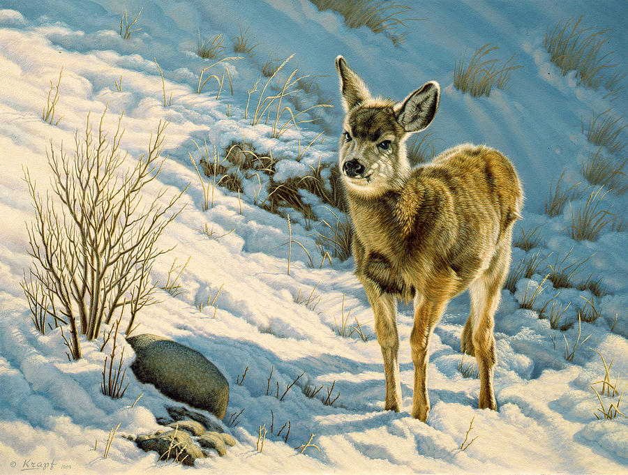 Wildlife Painting - Winter Fawn - Mule Deer by Paul Krapf