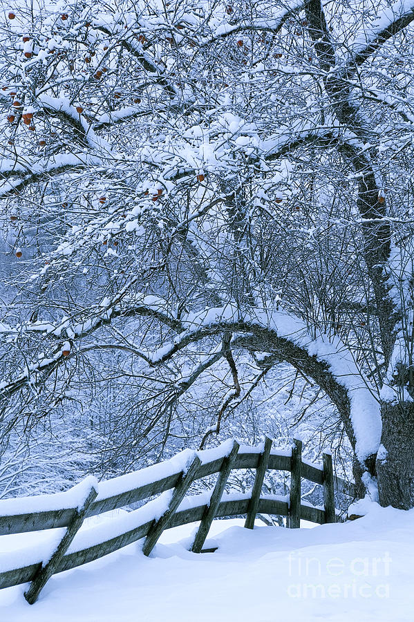 Winter Photograph - Winter Fence by Alan L Graham