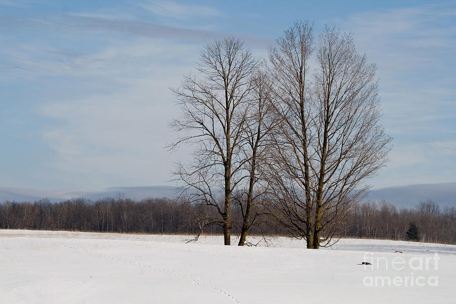 Winter Field Photograph by Linda Freshwaters Arndt