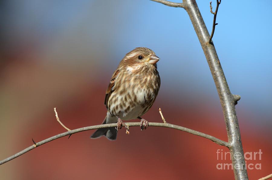 Finch Photograph - Winter  Finch by Charles Trinkle