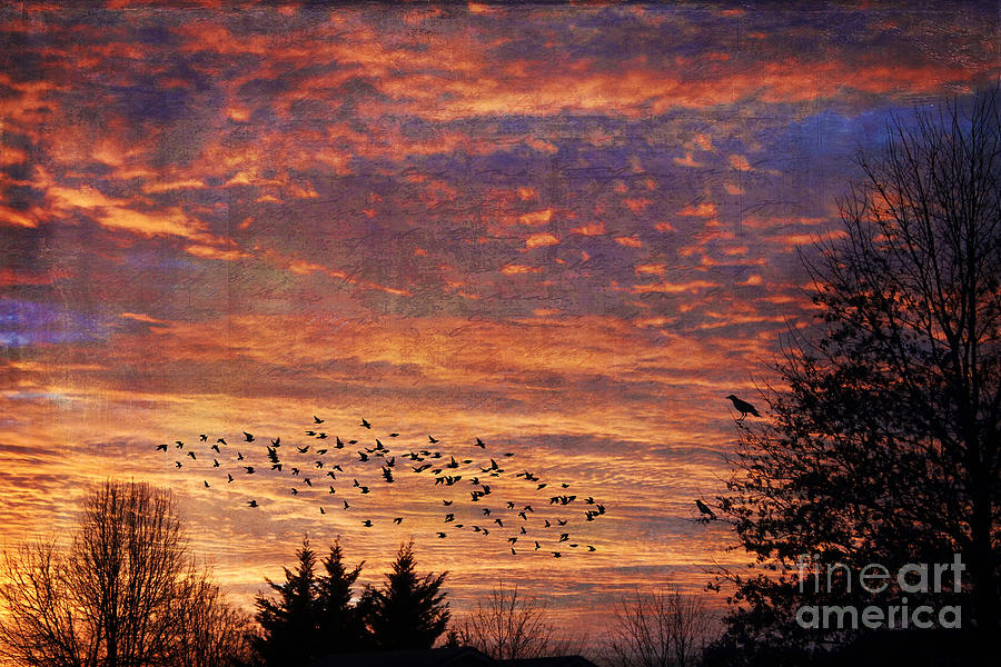 Sunset Photograph - Winter Flight by Darren Fisher