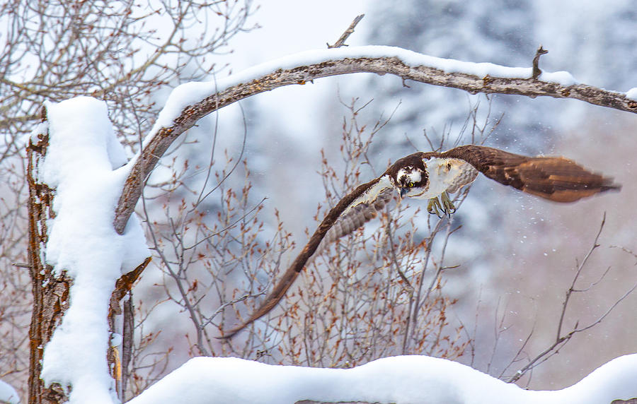 Osprey Photograph - Winter Flight by Kevin Dietrich