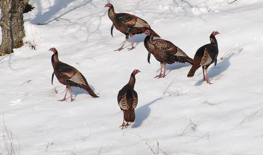 Winter Photograph - Winter Flock by Todd Hostetter