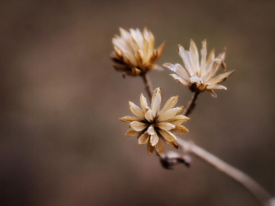 Winter Photograph - Winter Flower by Shannon Beck-Coatney