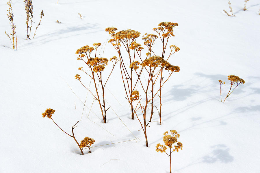 Winter Photograph - Winter Flower by Thomas Nguyen