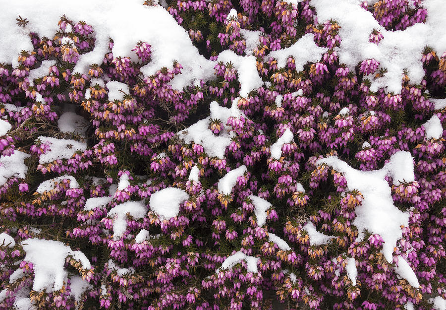 Winter Flowering Heather Erica Carnea In Spring Covered With Snow Photograph