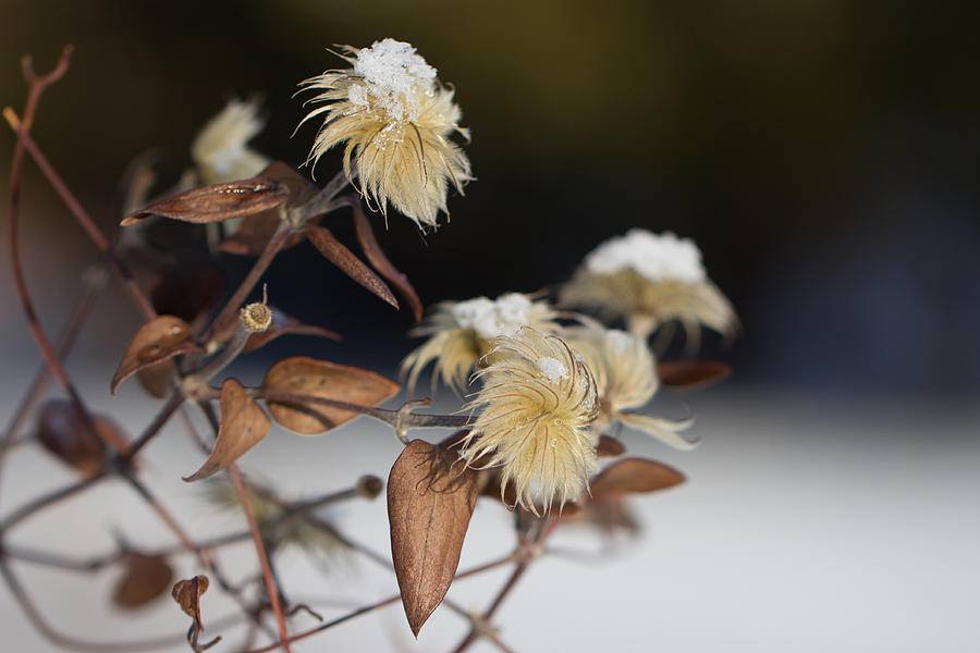 Winter Flowers Photograph by Jakub Sisak