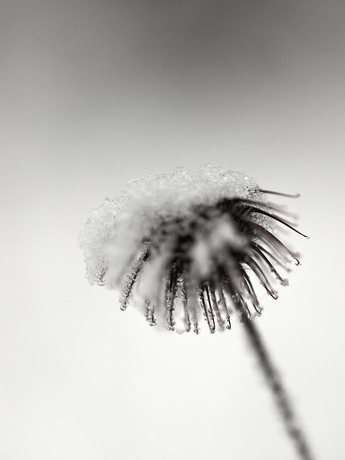 Winter flowers Photograph by Jouko Lehto