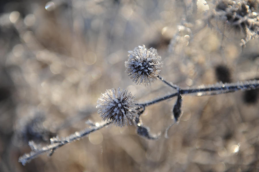Winter Flowers Photograph by Randi Grace Nilsberg