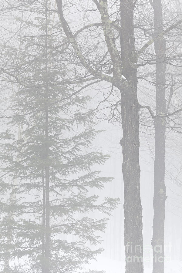 Winter Fog Photograph by Alan L Graham