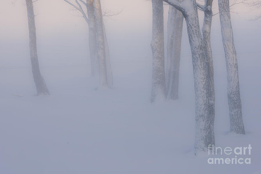 Winter Fog Photograph by John Shaw