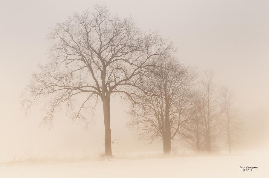 Winter Fog Photograph by Peg Runyan