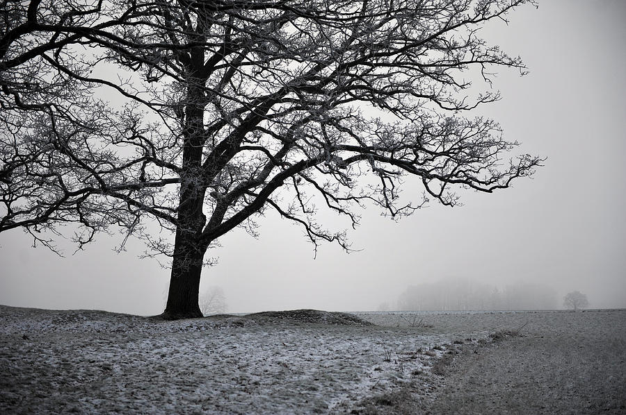 Winter Fog Photograph by Randi Grace Nilsberg