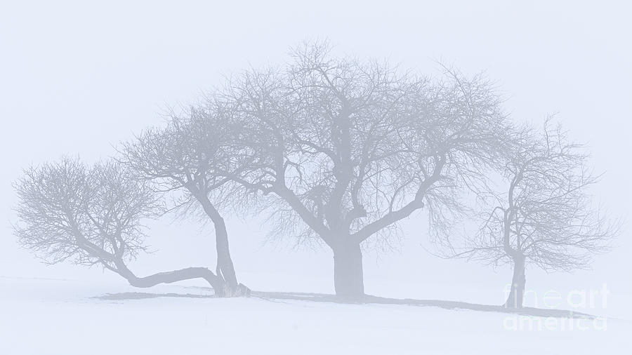 Winter Fog Symmetry Photograph by Alan L Graham