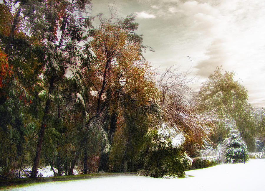Tree Photograph - Winter Foliage by Jessica Jenney