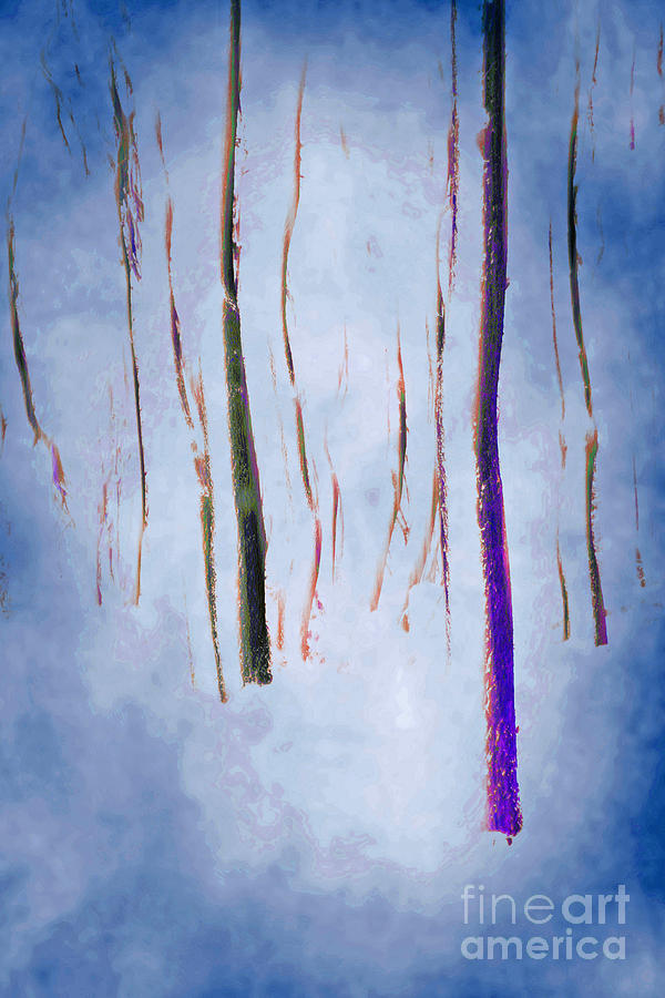 Winter Forest Abstract Photograph by David Birchall