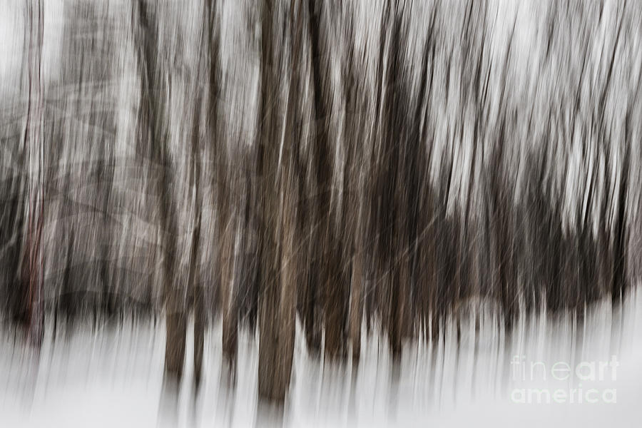 Winter forest blur Photograph by Elena Elisseeva