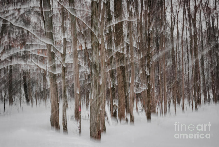 Winter forest abstract II Photograph by Elena Elisseeva