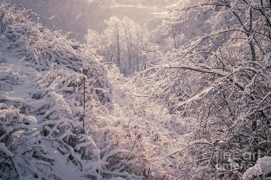 Winter Photograph - Winter forest after ice storm by Elena Elisseeva
