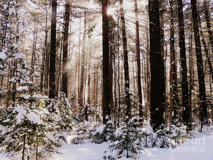 Winter Photograph - Winter Forest by Avis  Noelle