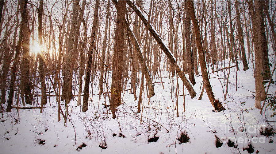 Winter Forest Photograph by Chris Scroggins