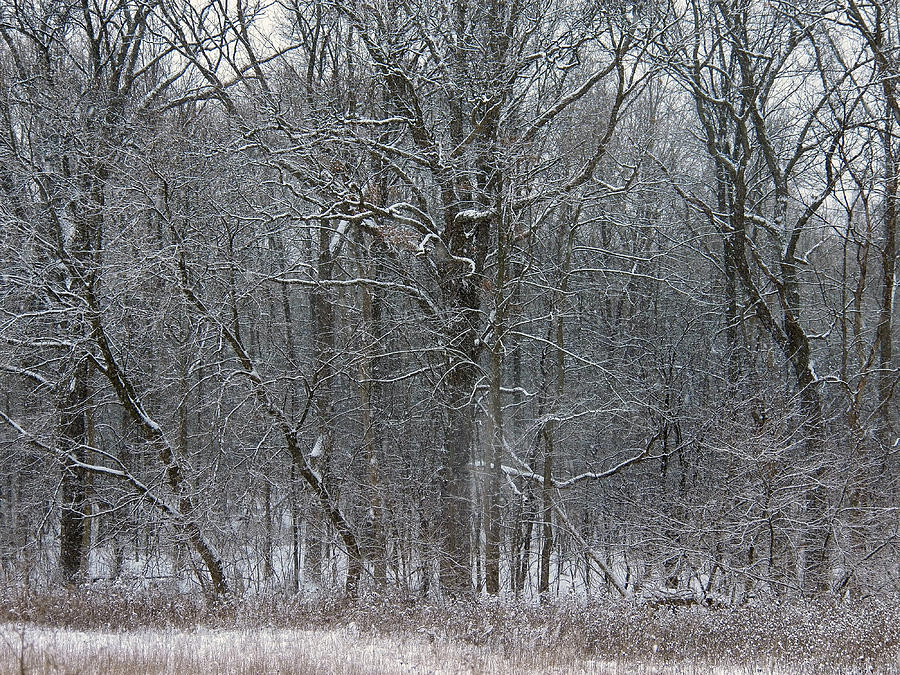 Winter Forest Photograph by Corinne Elizabeth Cowherd