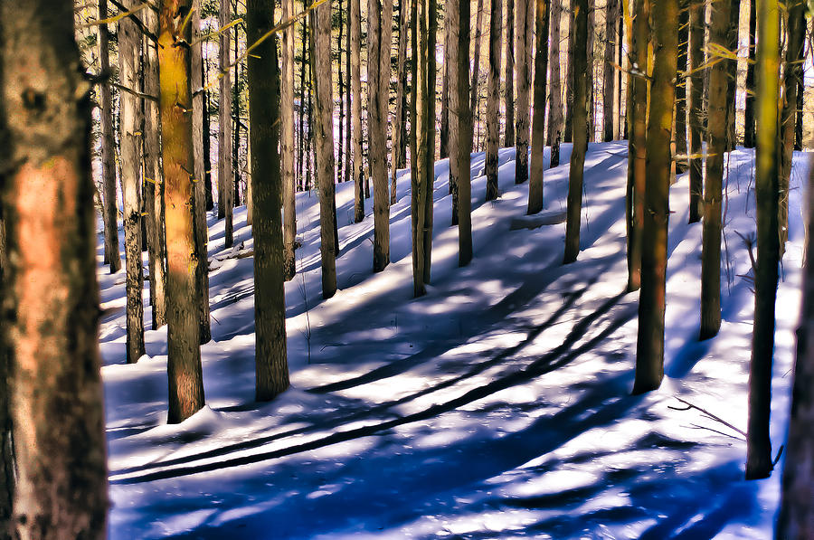 Winter Forest Photograph by Douglas Pike