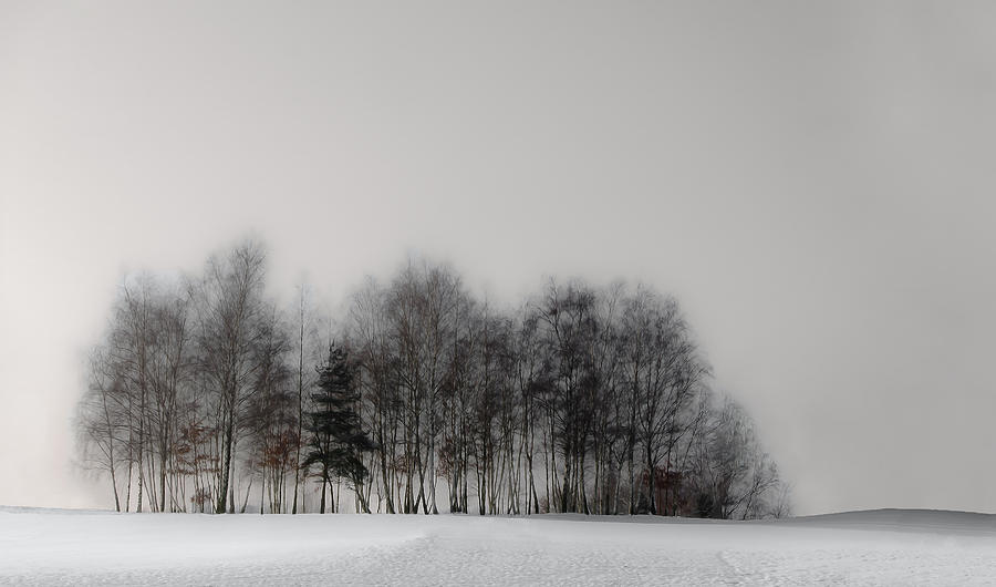 Winter Photograph - Winter Forest by Gilbert Claes