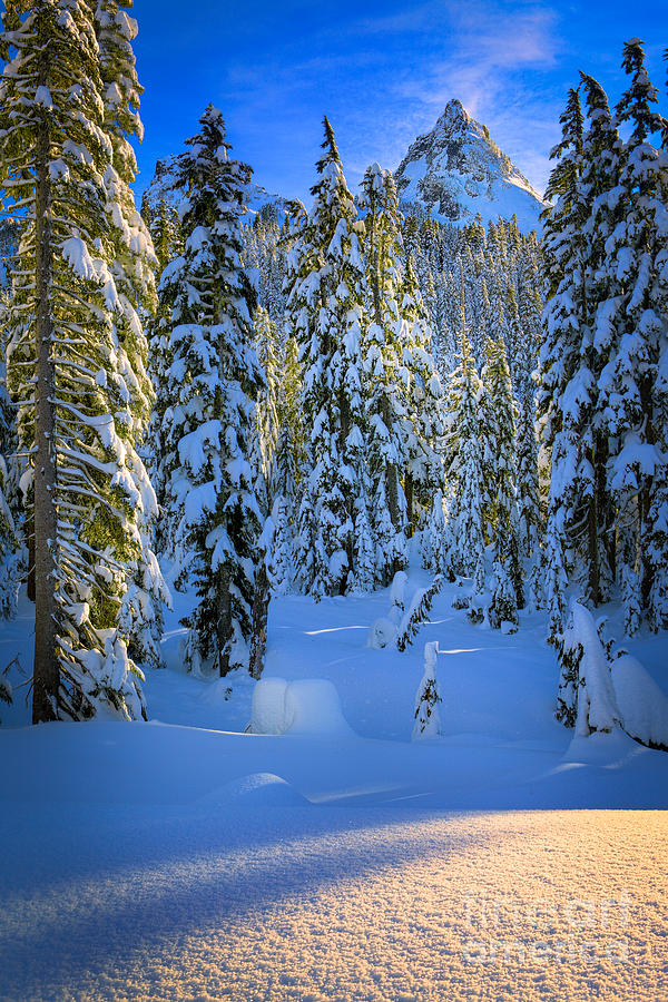 Winter Forest Photograph by Inge Johnsson - Fine Art America