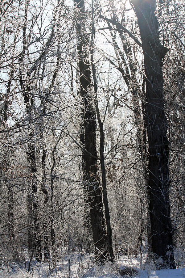 Winter Forest Photograph by Jackson Pearson