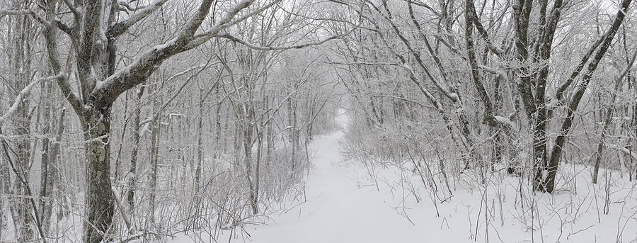 Winter Photograph - Winter Forest by Keith Clontz