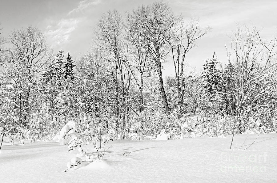 Winter Photograph - Winter forest landscape by Elena Elisseeva