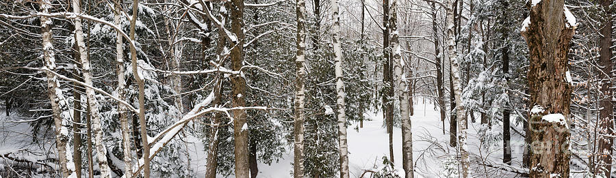 Winter forest landscape panorama Photograph by Elena Elisseeva
