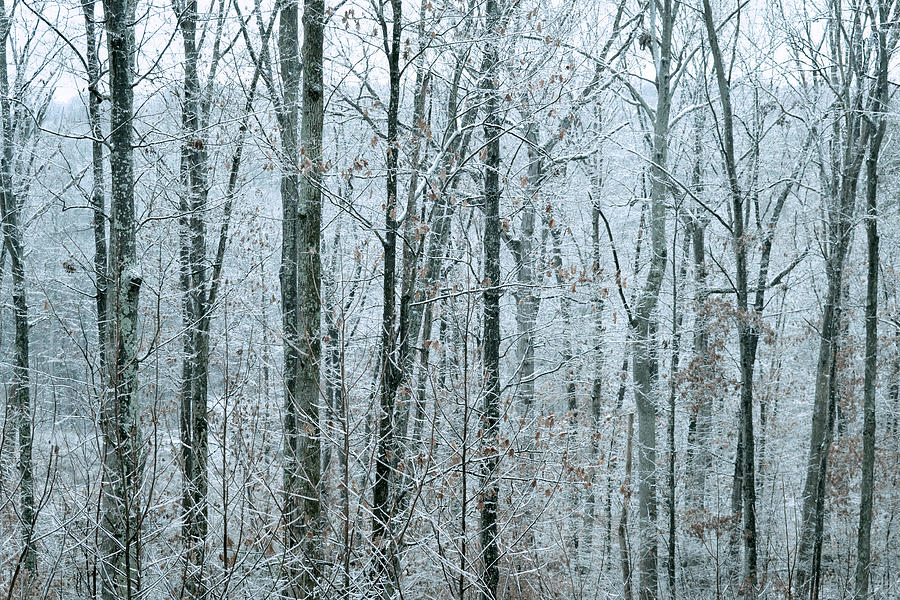 Winter Forest Photograph by Michelle Ayn Potter