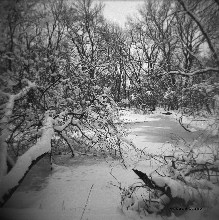 Winter Forest Series 3 black and white version Photograph by Verana Stark