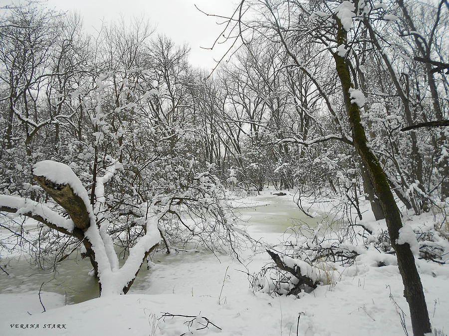 Winter Forest Series 3 Photograph by Verana Stark