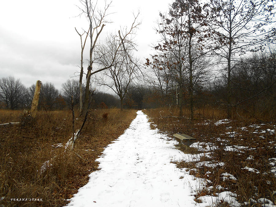 Winter Forest Series 7 Photograph by Verana Stark
