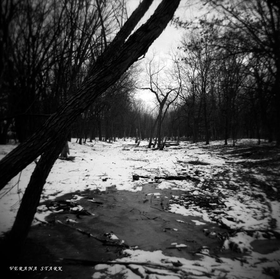 Winter Forest Series 8 black and white version of another photo in the series. Photograph by Verana Stark
