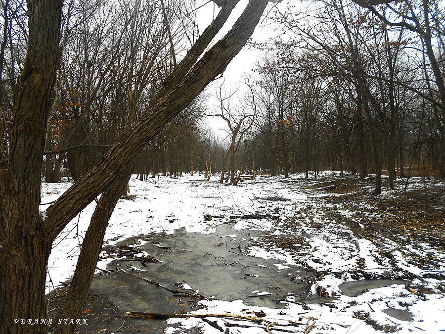 Winter Forest Series Photograph by Verana Stark