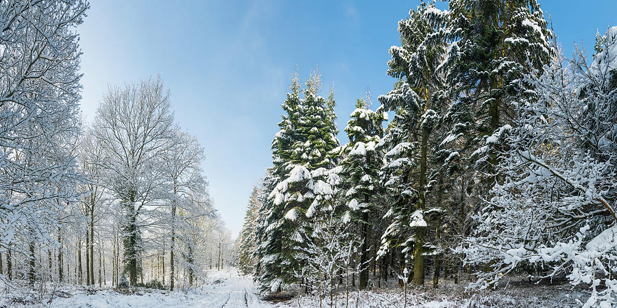 Winter Forest Snowy Trees Crisp White Photograph by Fotovoyager