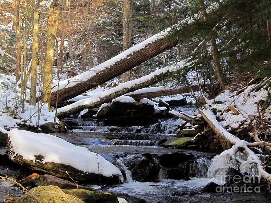 Winter Forest Stream Photograph