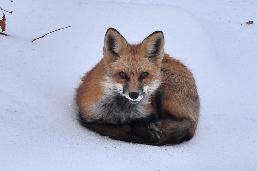 Winter Photograph - Winter Fox by David Halperin