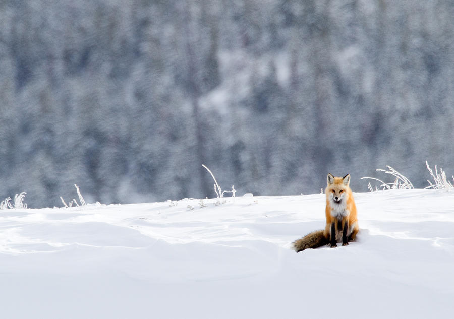 Winter Fox Photograph by Max Waugh