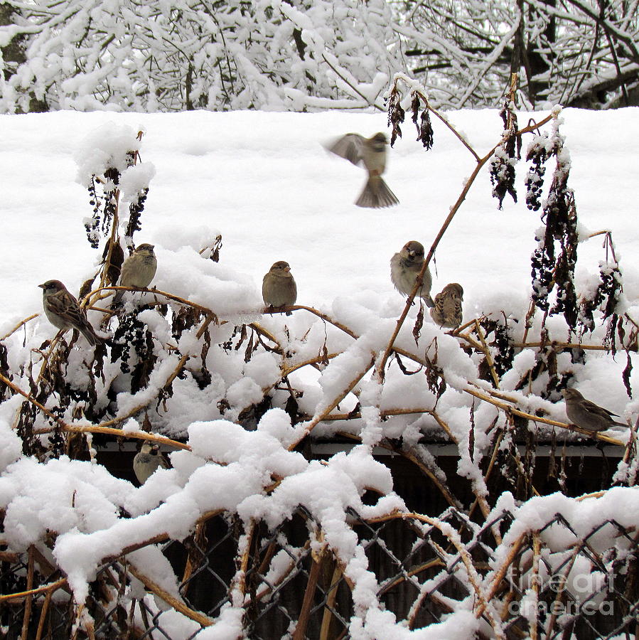 Winter Frolic Photograph by Lili Feinstein