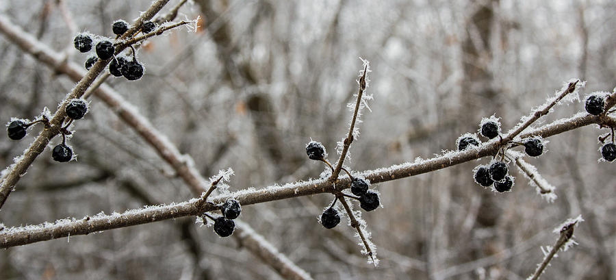 Winter Frost Photograph by Angie Schutt