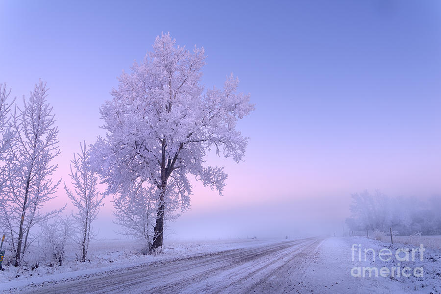 Winter Frost Photograph by Dan Jurak