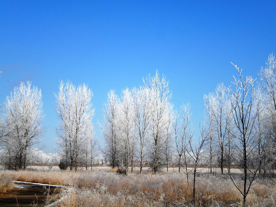 Winter Photograph - Winter Frost by Jesse Peterson